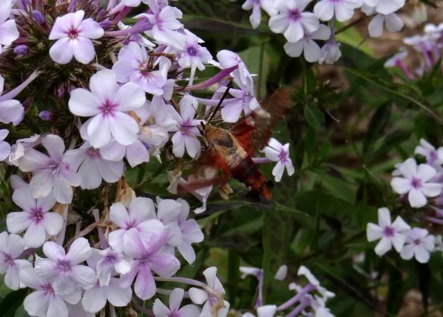 Clearwing Hummingbird moth photo ClearwingHummingbirdmoth8-6-13B.jpg